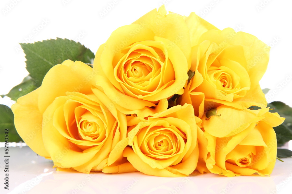 Yellow roses on white background Yellow roses on white background
