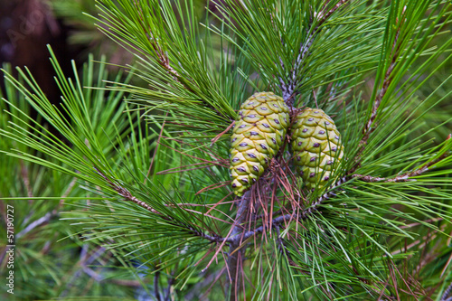 pine tree and cones