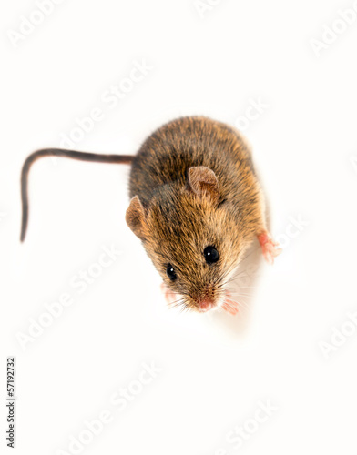 Wood mouse