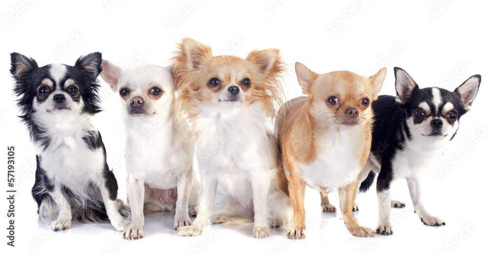 Obraz premium chihuahuas