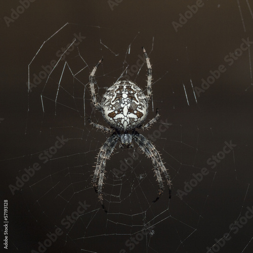 arachnophobia with one's own eyes