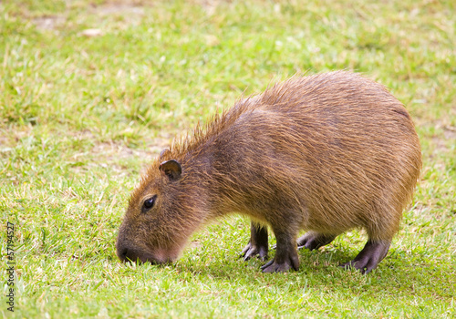 Capybara