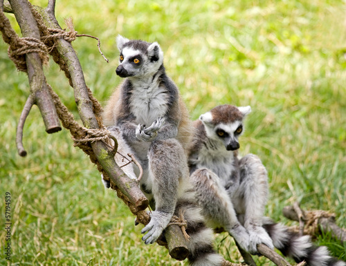 Lemur