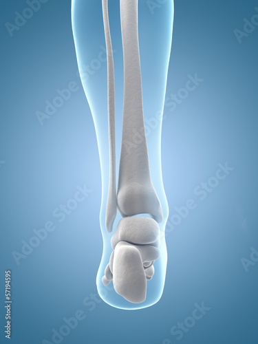 medical illustration of the skeletal foot