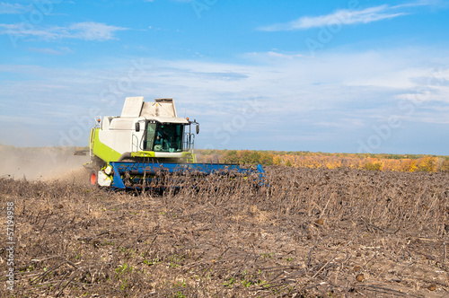 Sunflower harvesting combine in the field