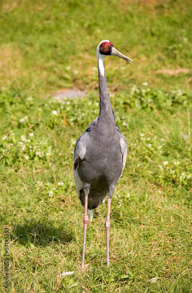 Fototapeta premium White-necked crane