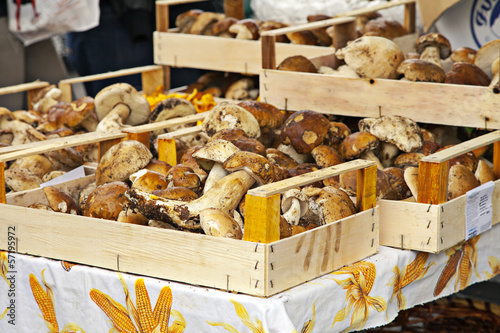 Mushrooms bulk for sale to the market color image