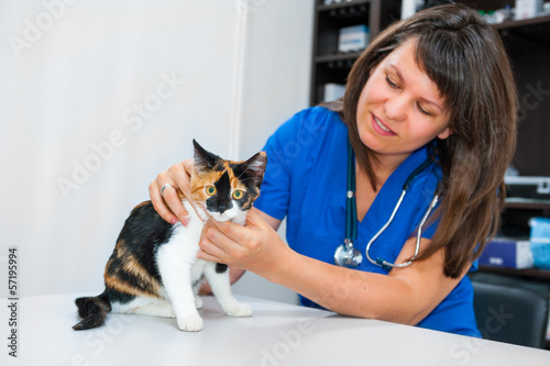 Fototapeta Naklejka Na Ścianę i Meble -  Young woman vet inspects cat