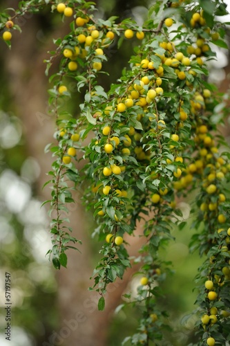 Yellow Cherry Plums on Tree Branch