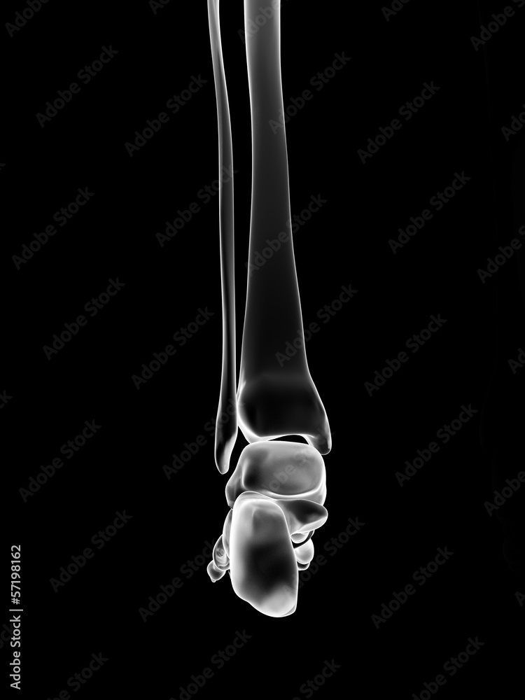 Fototapeta medical illustration of the skeletal foot