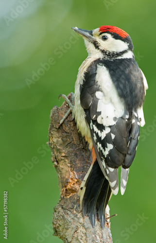 Great spotted woodpecker juvenile © Menno Schaefer