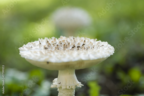 Amanita vittadinii mushroom photo
