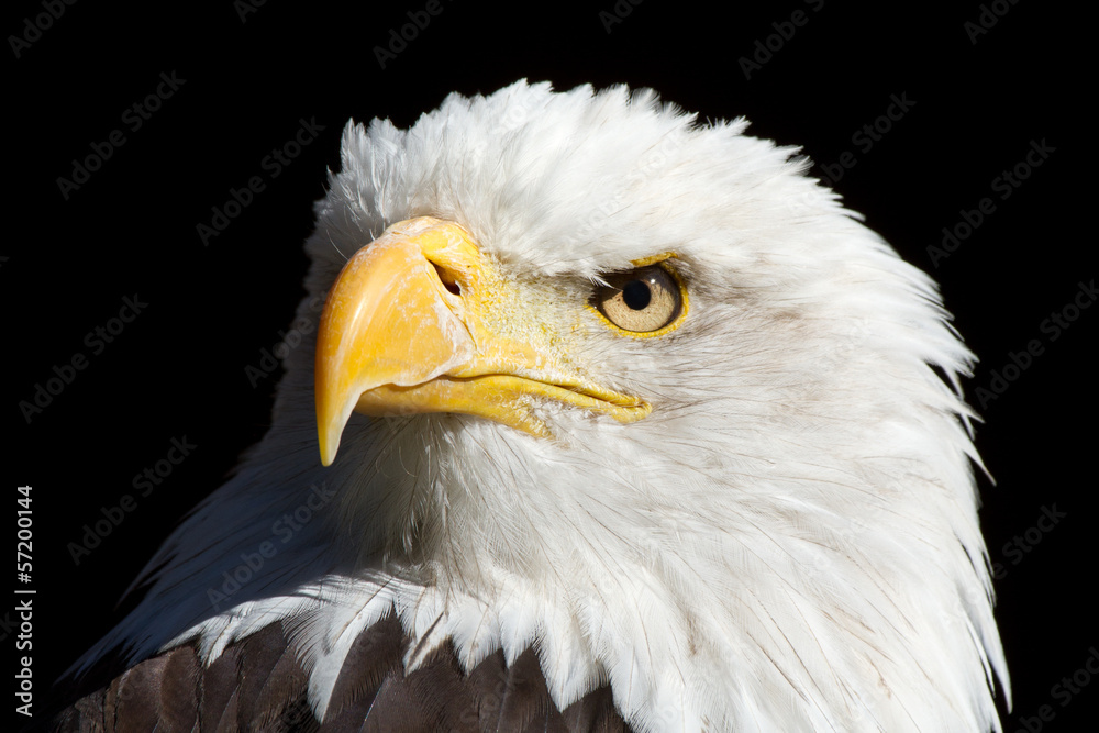 Fototapeta premium Adler - Eagle