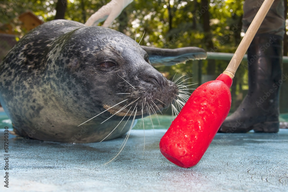 Naklejka premium Harbor seal (Phoca vitulina) training in a zoo