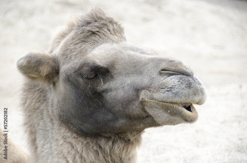 Fototapeta premium Head of a Bactrian Camel
