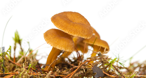 Yellowfoot mushroom