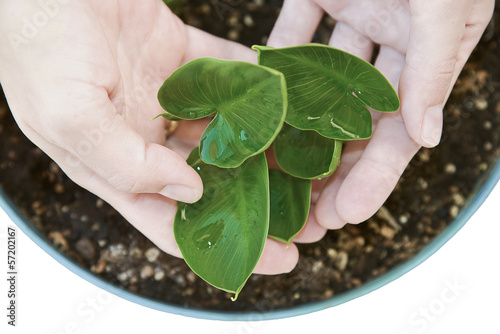 Woman's hands hold green plant with care isolated on white photo