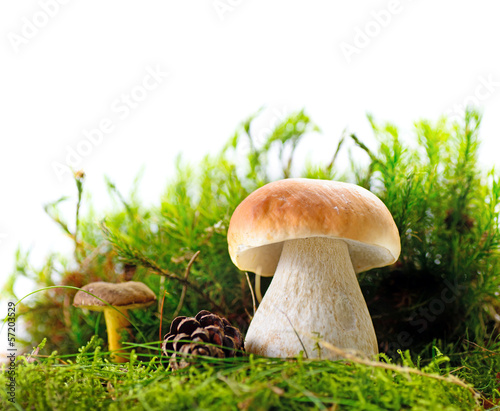 Mushrooms in the moss on white background