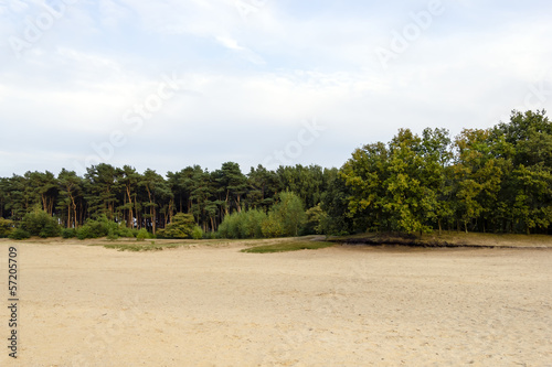 Dutch landscape with pines in the evening © tetyanaustenko