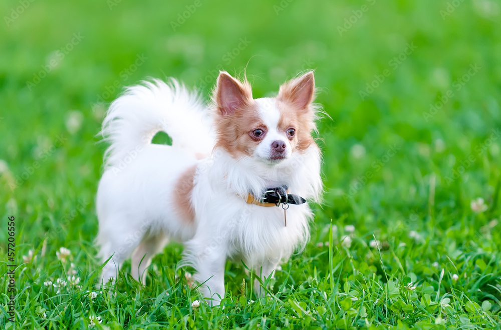 isabella (blue-fawn) and white chihuahua dog portrait