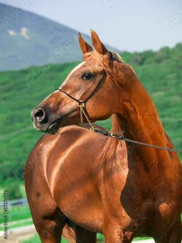 portrait of racing sorrel arabian stallion