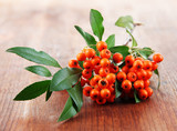 Pyracantha Firethorn orange berries with green leaves,