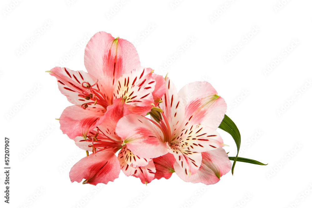 pink orchid flower isolated on a white background pink orchid flower isolated on a white background
