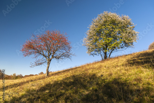 Two trees in autumn dress