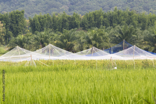 Farmer pull tight the net for protect bird in rice farm