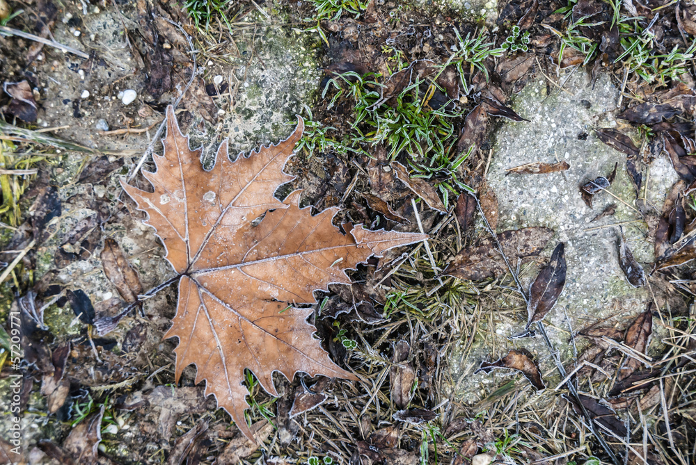 Plantain leaf covered with frost Plantain leaf covered with frost