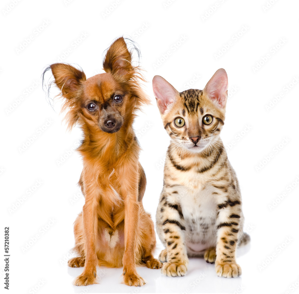 purebred bengal kitten and Russian toy terrier. isolated 