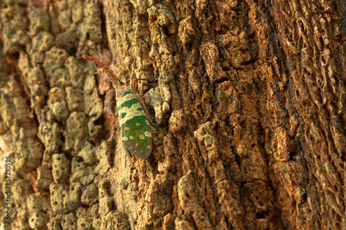 lanternfly on a tree photo