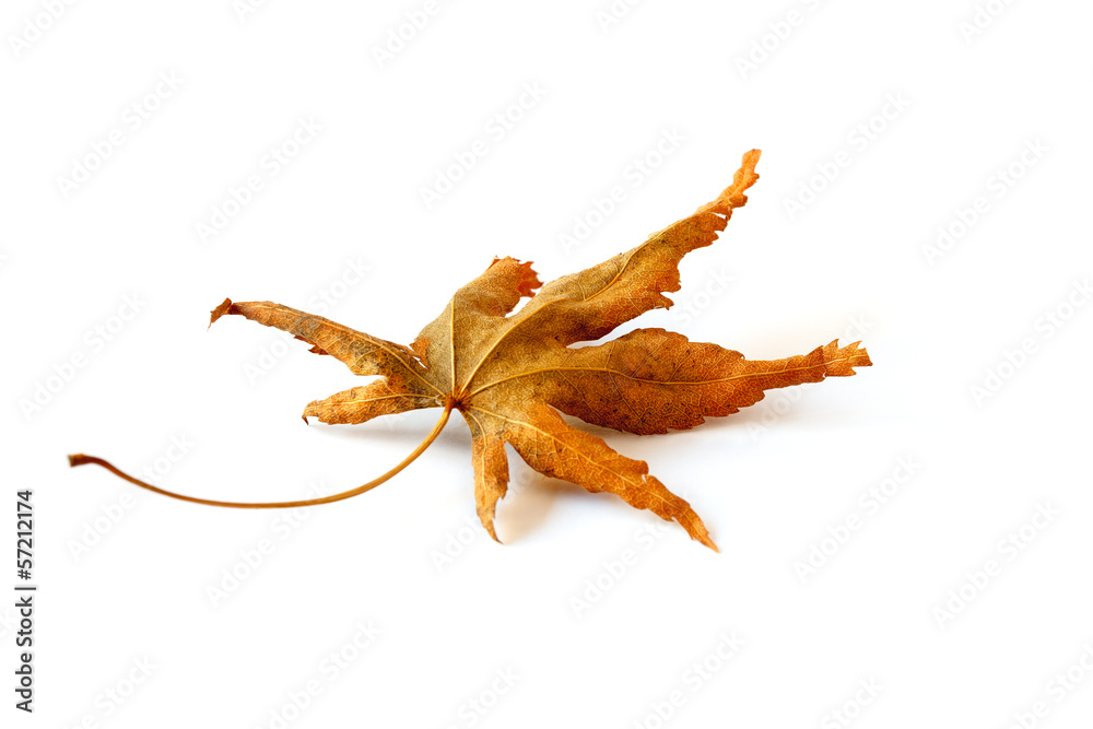 Fototapeta premium Autum leaf