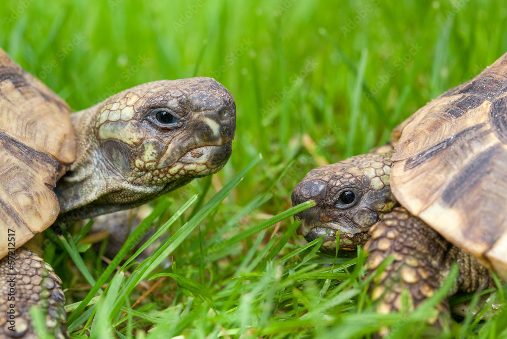 Naklejka premium turtle