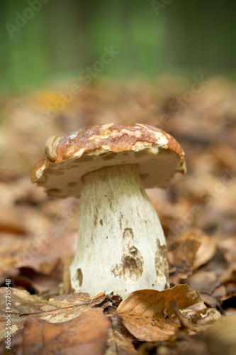 cep in the forest