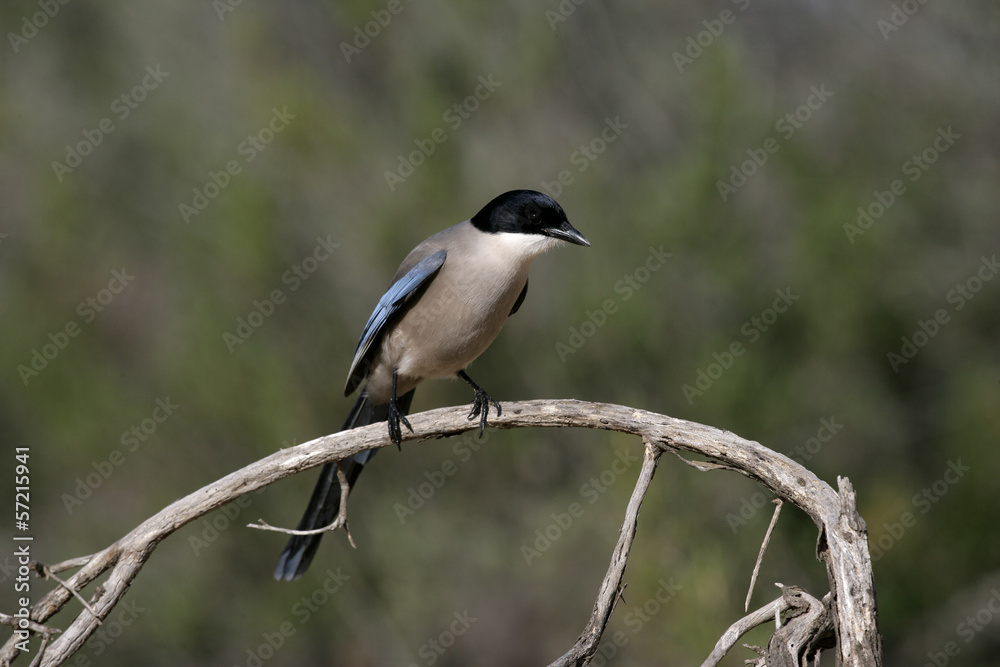 Azure-winged magpie, Cyanopica cyana Azure-winged magpie, Cyanopica cyana