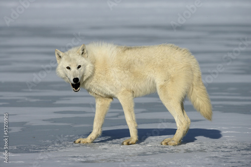 Arctic wolf, Canis lupus arctos