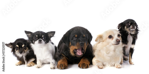 puppy rottweiler and chihuahuas