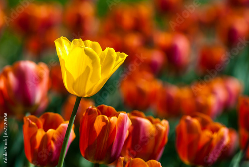 Yellow tulip surrounded by red tulips