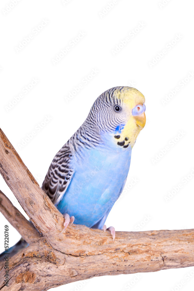 Naklejka premium A blue male budgie sitting on a branch, isolated on white