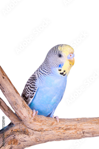 A blue male budgie sitting on a branch, isolated on white