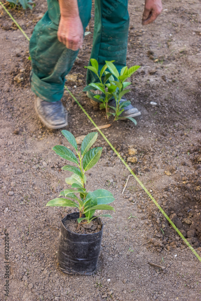 compacting the soil around the plants compacting the soil around the plants
