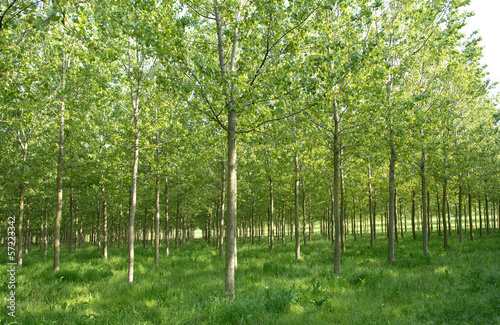 Pioppeto in Pianura Padana