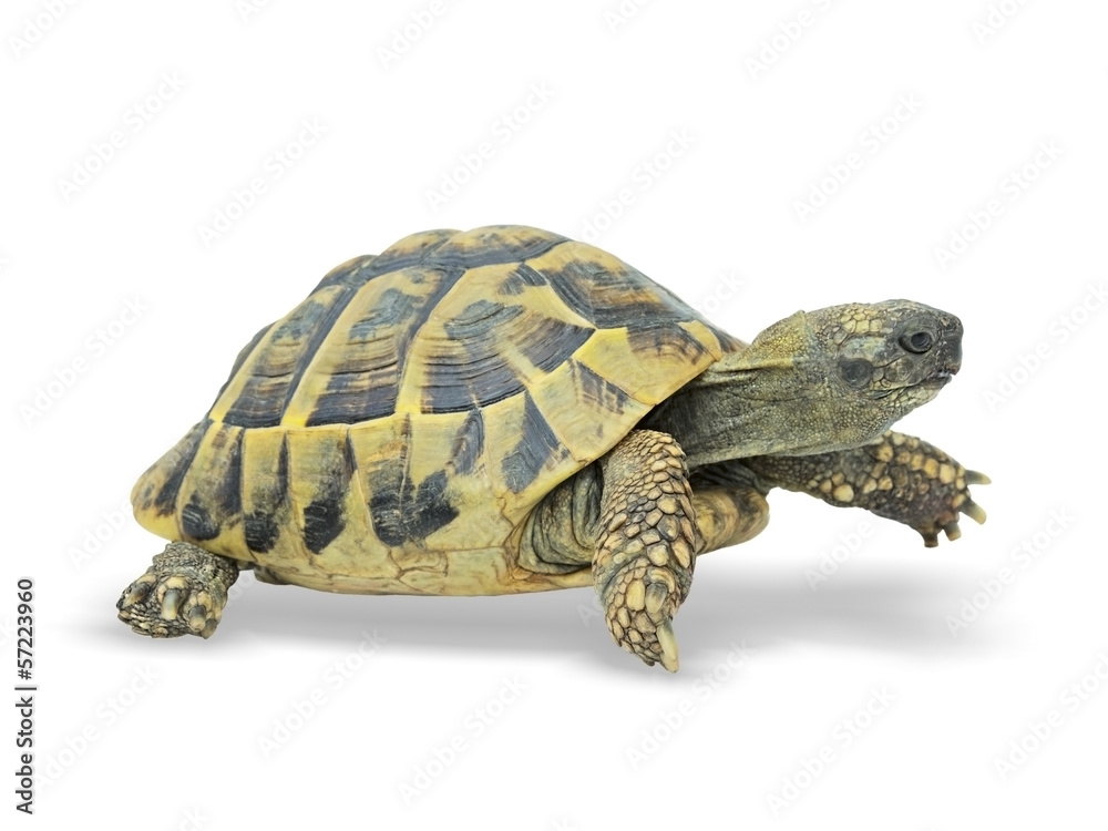 Naklejka premium Schildkröte