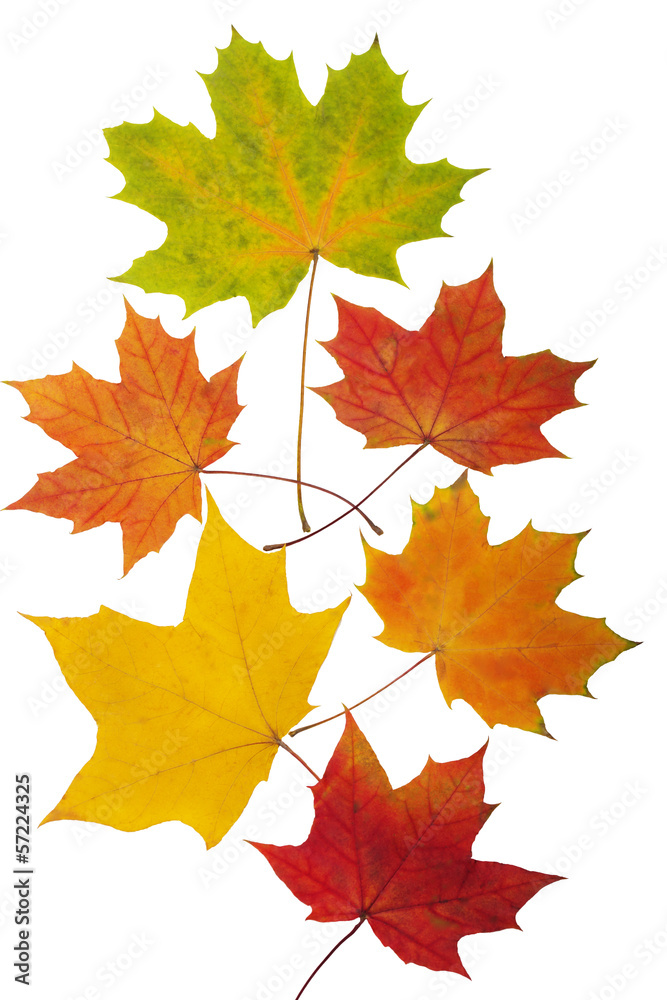 Autumn maple leaves isolated on white background Autumn maple leaves isolated on white background