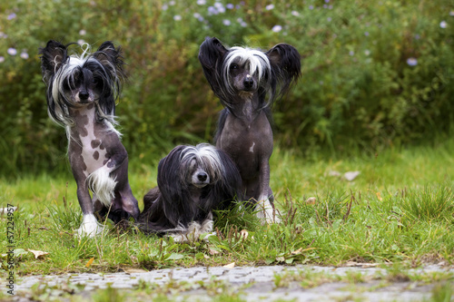 A little group of lovely Chinese Crested Dogs
