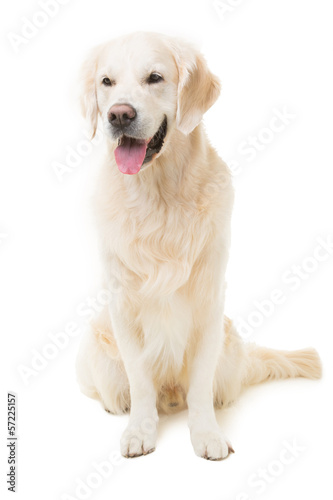 golden retriever dog sitting on isolated white