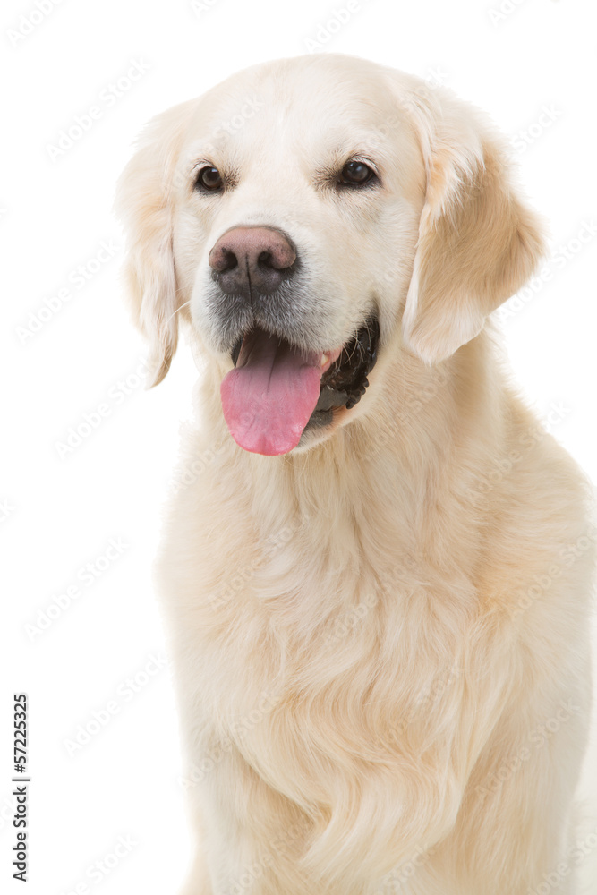 golden retriever dog sitting on isolated white golden retriever dog sitting on isolated white