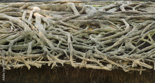 really photo of natural form of tree root © stockphoto mania