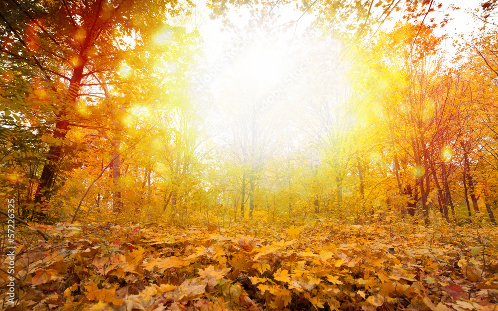 Obraz premium Sunny fall day in park